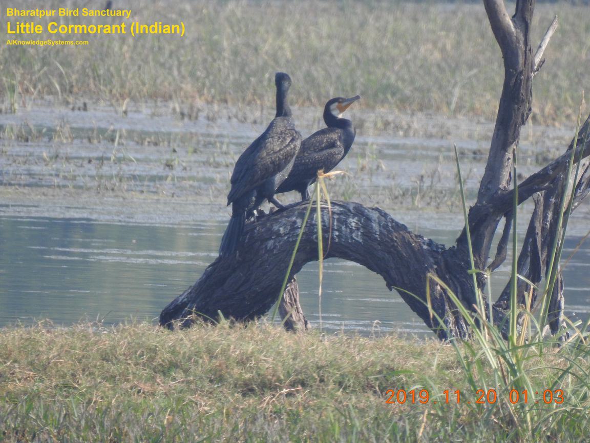 Cormorant Indian (13) Coming Soon